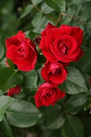 Роза чайно-гибридная Эксплорер 