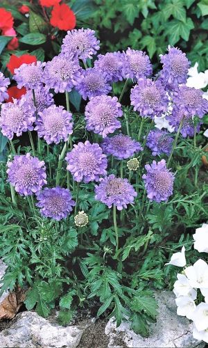 Скабиоза Лавандовая (УД) 0,1 гр цв п