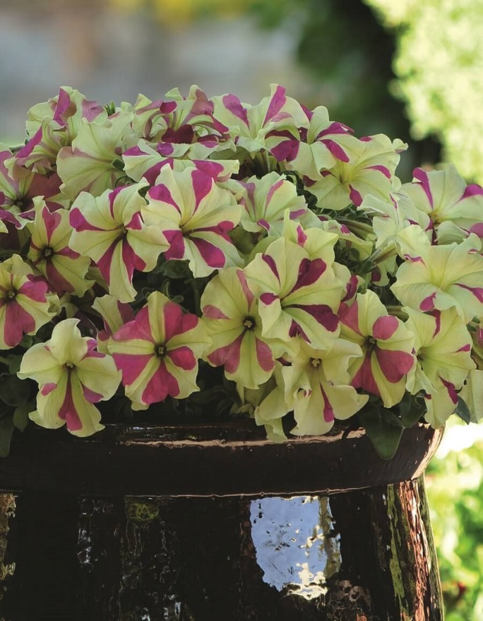 

Петуния гибридная Софистика лайм биколор (УД) 5 шт