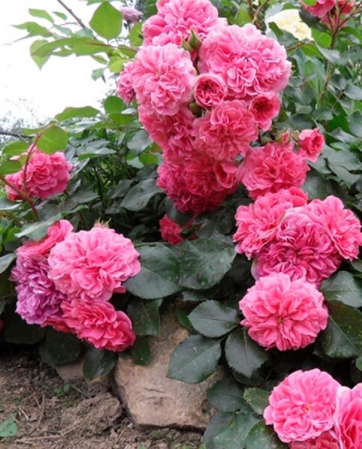 

Роза фарниенте Ле Катр Сезон