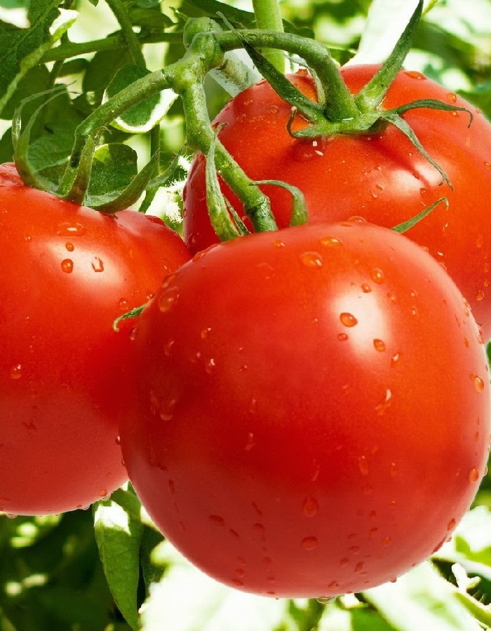 Томат Санька (УД) 20 шт цв.п томат санька 1 пакет по 0 2 гр