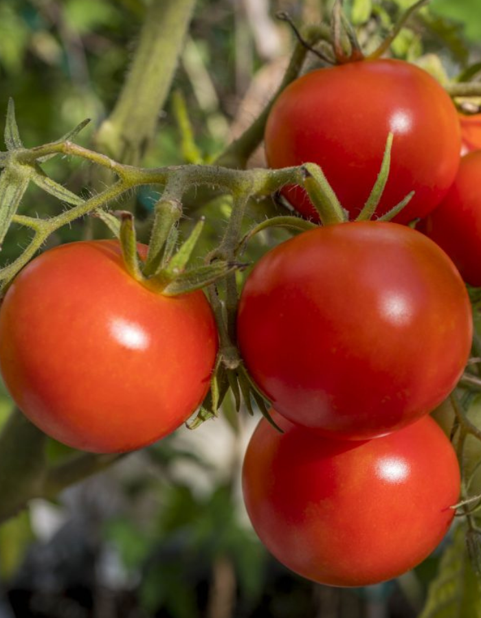 семена томат султан f1 bejo 10 шт Томат Полбиг F1 (Bejo Zaden) 10 шт цв.п