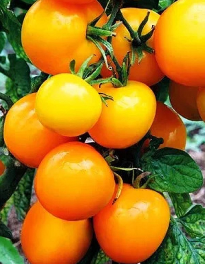 Томат Непасынкующийся Желтый (УД) 20 шт. цв.п. семена томат буян желтый