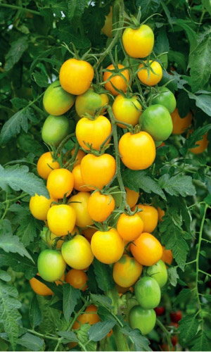 Томат Слива Золотая (УД) 20 шт цв.п