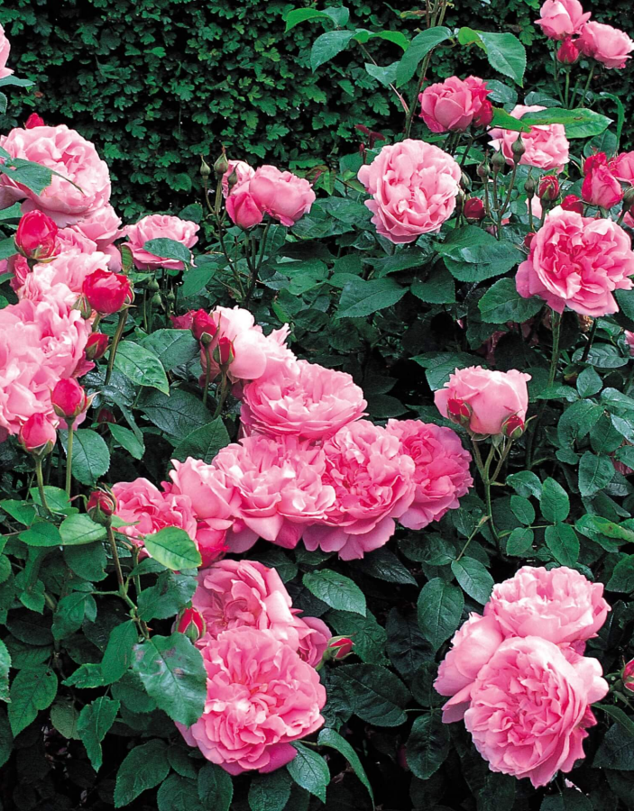 роза ля роуз ду петит принц дельбар Роза английская Мэри Роуз 1 шт