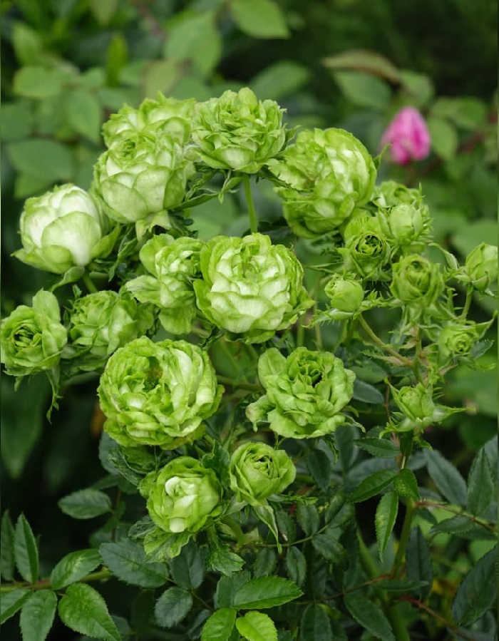 

Роза японская Принцесса Мидори