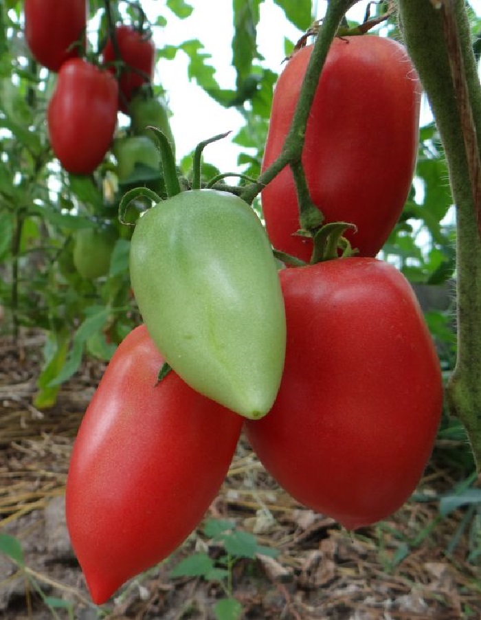 Томат Новый Кенигсберг Красный (УД) 20шт. цв.п. семена томат золотой кенигсберг 20шт