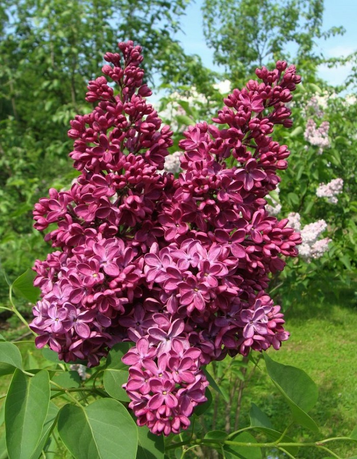 

Сирень Знамя Ленина 1 шт Р9