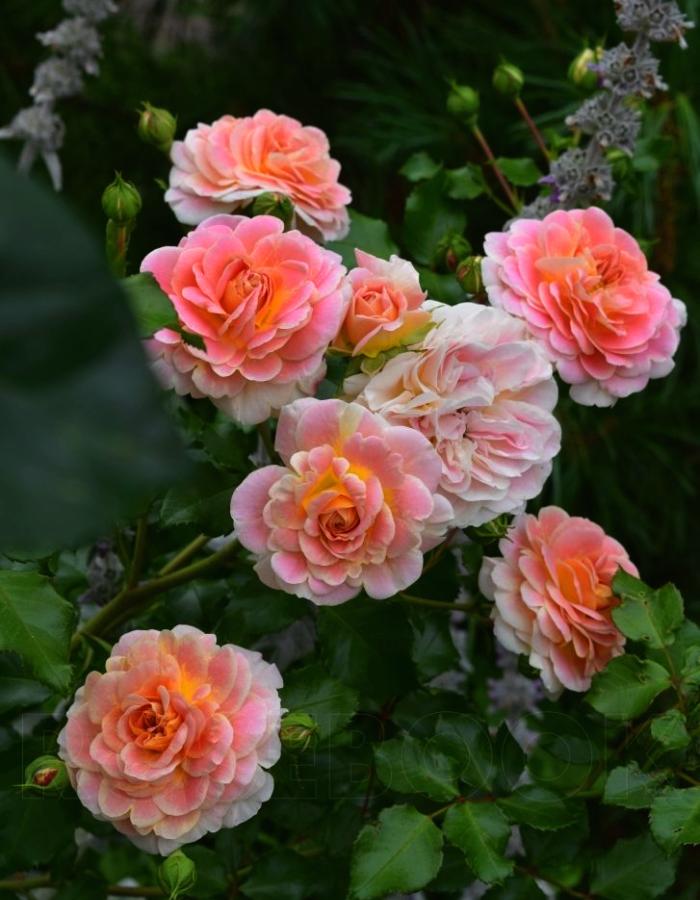 

Роза спрей Бабушка Мэри