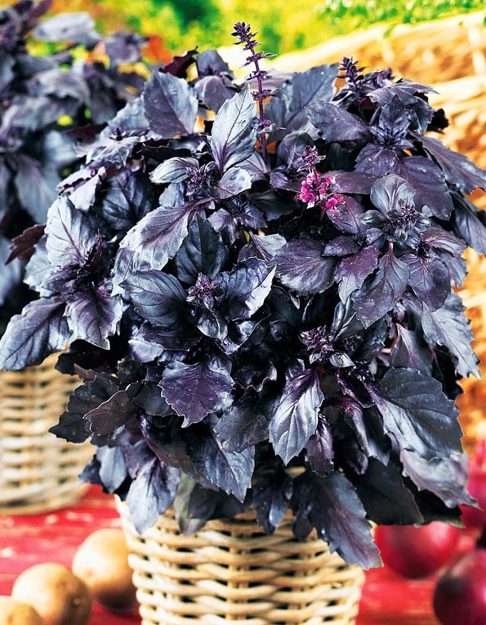 Базилик овощной Ред Рубин (Семко Юниор) 1 гр цв.п. семена базилик ред рубин