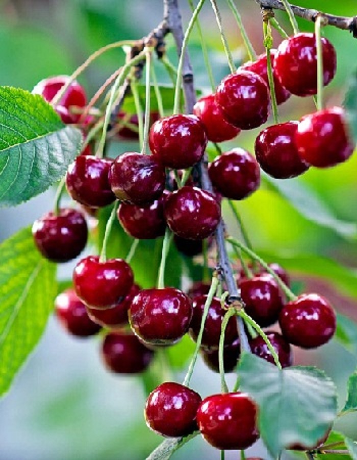 

Вишня Тургеневка