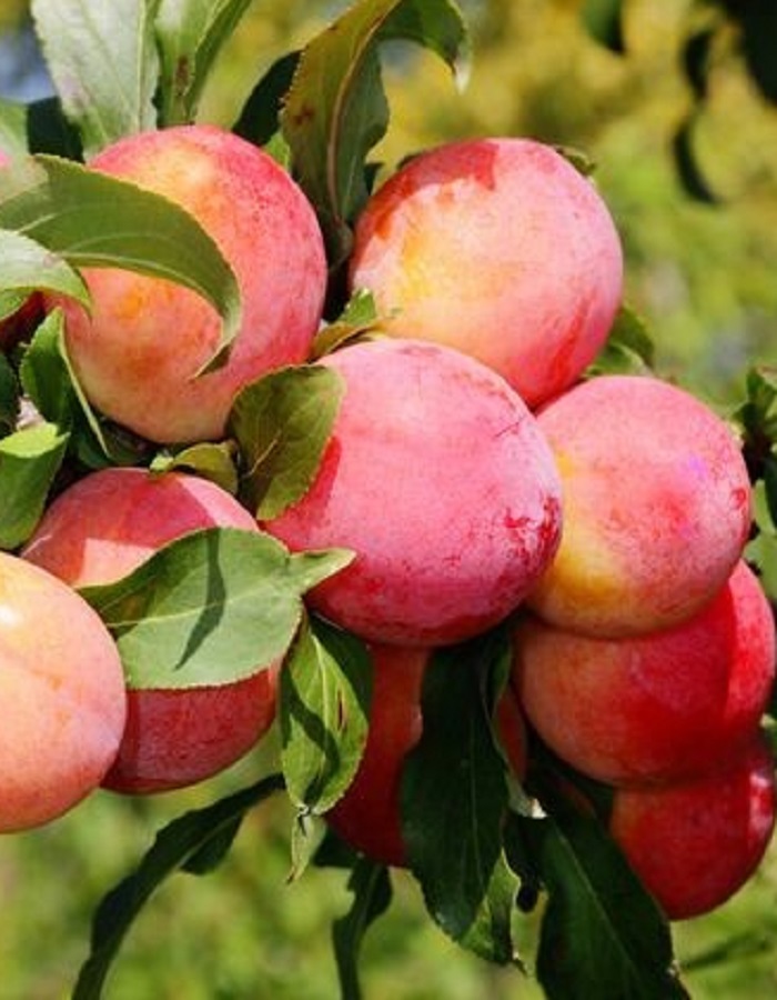 

Слива Орловская Мечта 1 шт