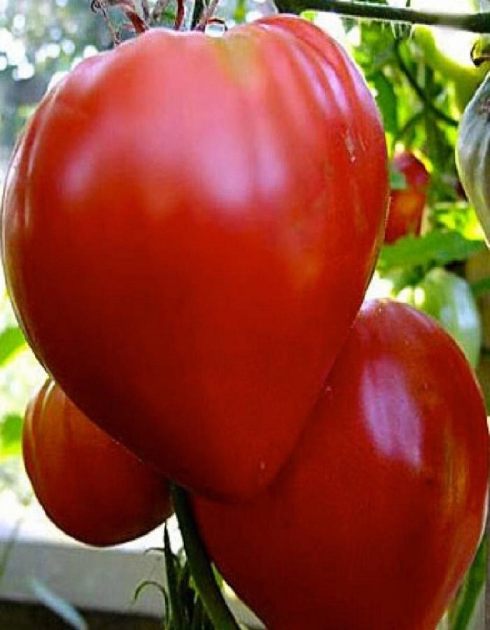 Томат Бычье сердце Оригинальное 20 шт (УД) цв.п набор семян томатов бычье сердце черри