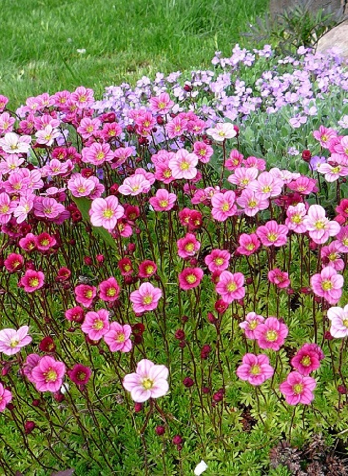 

Камнеломка Арендса Флорал Карпет 1 шт Р9