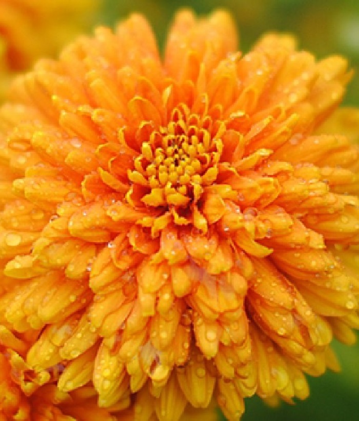 

Хризантема Памела Бронз ASF 1 шт Р9