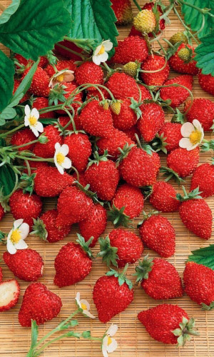 Земляника ремонтантая Барон Солемахер (УД) 0,05 гр цв. п.