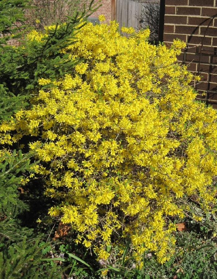 

Форзиция промежуточная Голден Тайм 1 шт Р9