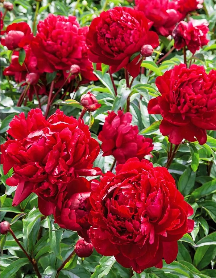 

Пион травянистый Петер Бранд