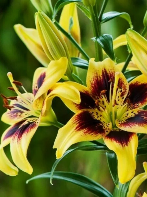 Лилия Пиетон