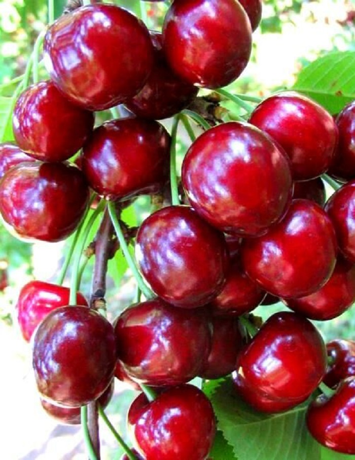 

Черешня Любимица Астахова