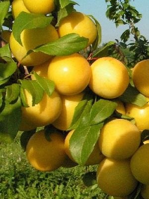 

Алыча Сонейка 1 шт ОКС