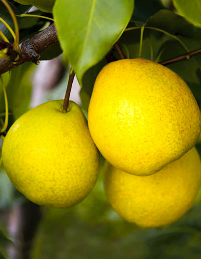 

Груша Ларинская