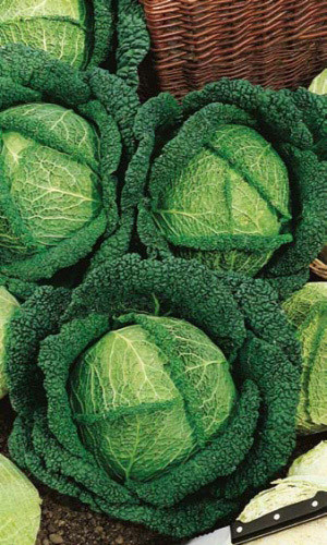 Капуста савойская Вологодские кружева (УД) 0,25 гр. цв.п.