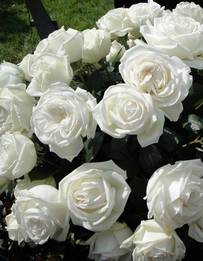 Роза чайно-гибридная Ломоносов 1 шт роза ломоносов пьер ардити мейян