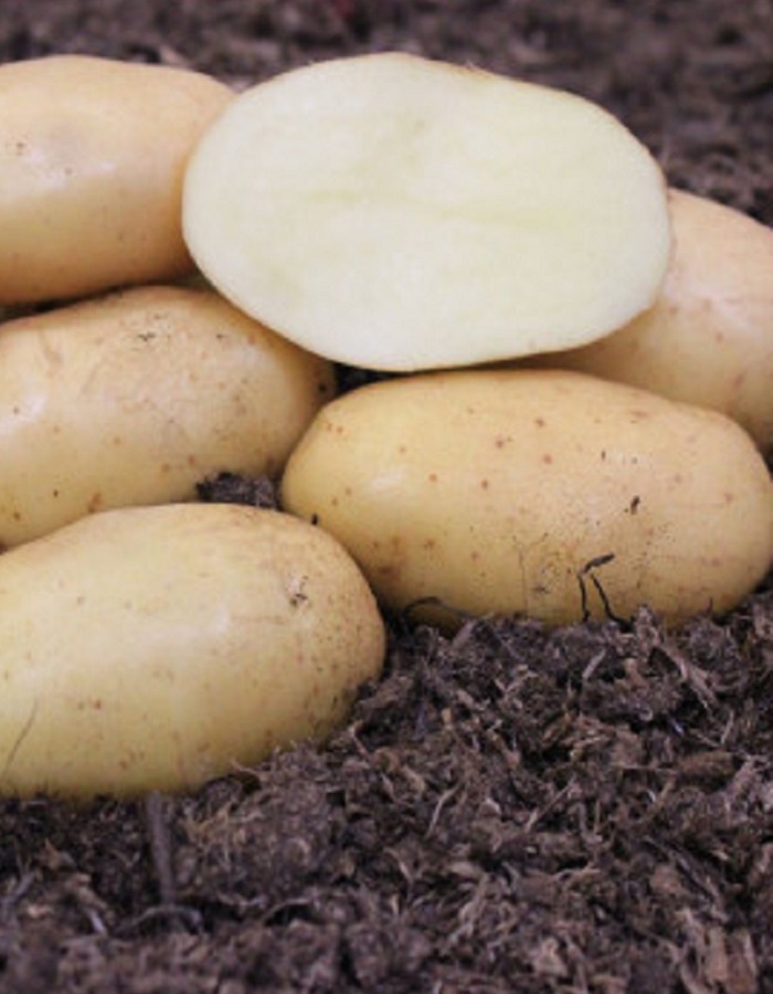 

Картофель Конкурент, суперэлита