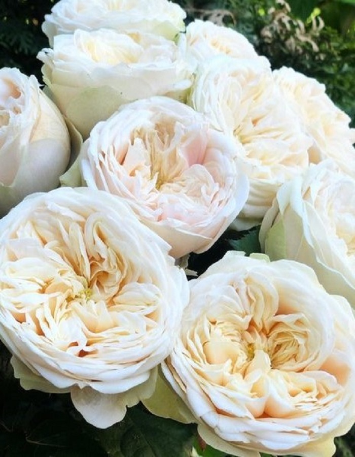 

Роза чайно-гибридная Евгения