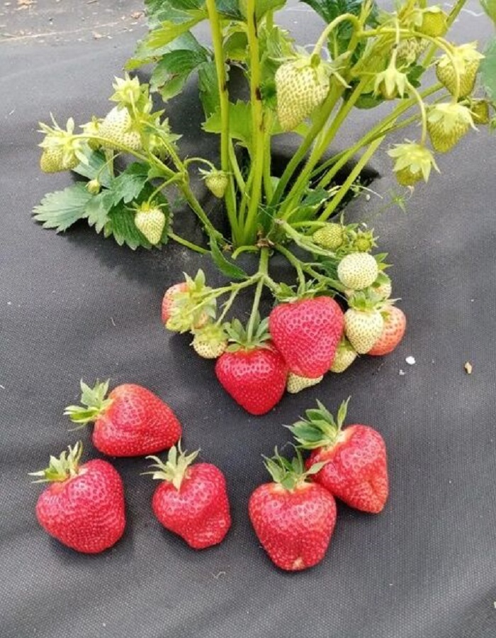 

Земляника садовая Априка