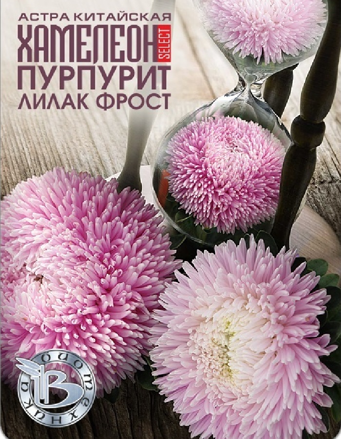 

Астра Хамелеон селект Пурпурит Лилак Фрост 30 шт