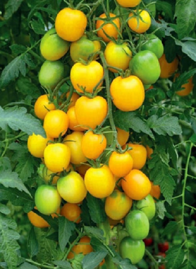 Томат Слива Золотая (УД) 20 шт цв.п семена томат золотая теща