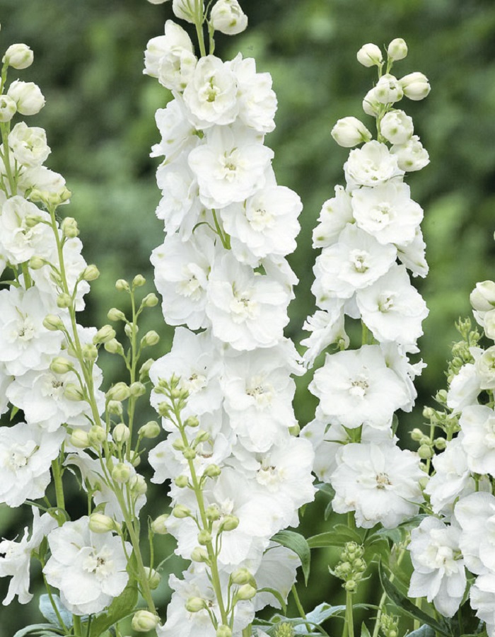 Дельфиниум Галахад 01 гр 55₽