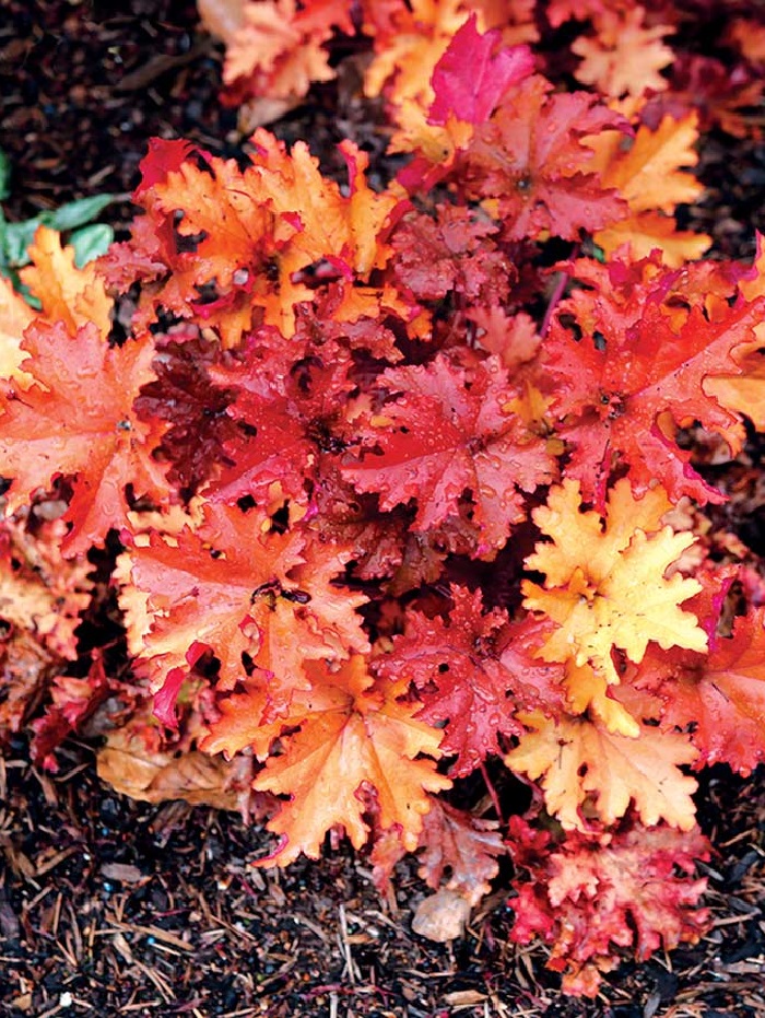 

Гейхера Зиппер ASF 1 шт Р9