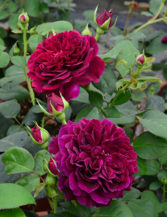 Роза кустовая Традескант