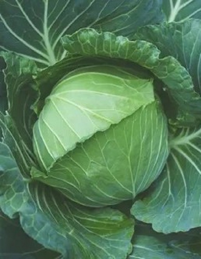 

Капуста белокочанная Точка 1 гр б.п.