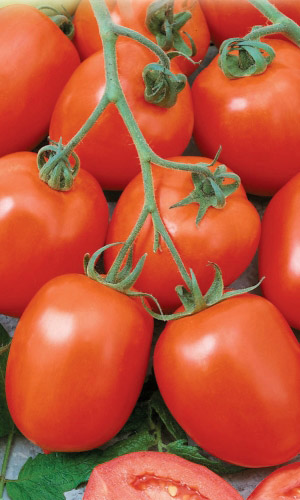 Томат Генератор F1 (УД) 12 шт цв.п семена томат верлиока плюс f1 12 шт