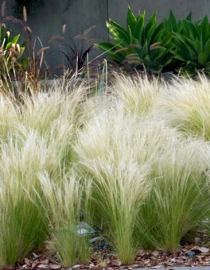 

Ковыль Ангел Хайр ASF 1 шт Р9