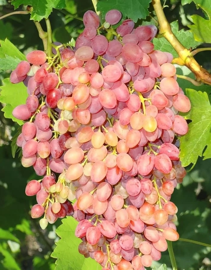 Виноград плодовый (Vitis L.) кишмиш Лучистый 1 шт, Виноград, Бессемянные сорта