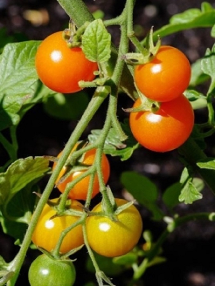 Томат Балконное Чудо Оранжевое (УД) 0,03 гр цв.п семена томат geolia балконное чудо