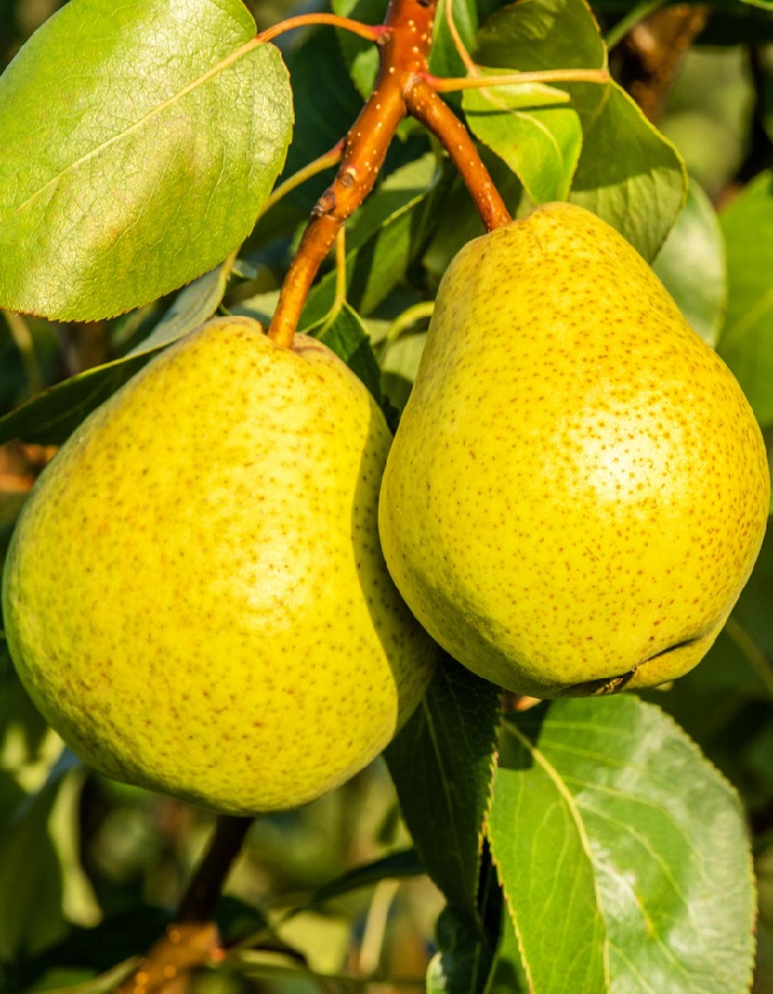 

Груша Свердловчанка