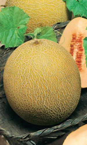 Дыня Медовый спас (УД) 10 шт цв.п.