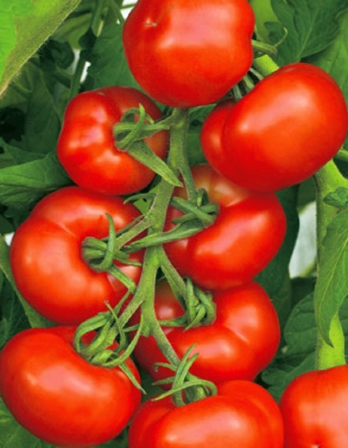 Томат Непасынкующийся Ультраскороспелый (УД) 20 шт цв.п томат непасынкующийся салатный уд 20 шт цв п