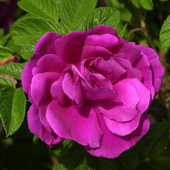 Роза парковая Ханса