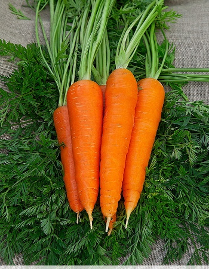 Морковь Шантенэ А Кур Руж 2 1гр цв.п. семена ваше хозяйство морковь шантенэ а кур руж 2 1 г