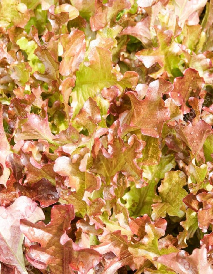 

Салат Анапчанин 5 гр цв.п (Сортсемовощ)