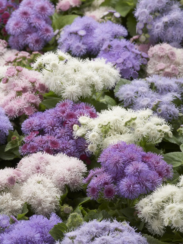 Агератум Весенние капели 0,3 гр