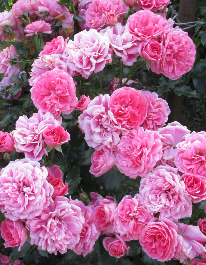Роза плетистая Розариум Ютерсен 1 шт роза плетистая розариум ютерсен 1 шт