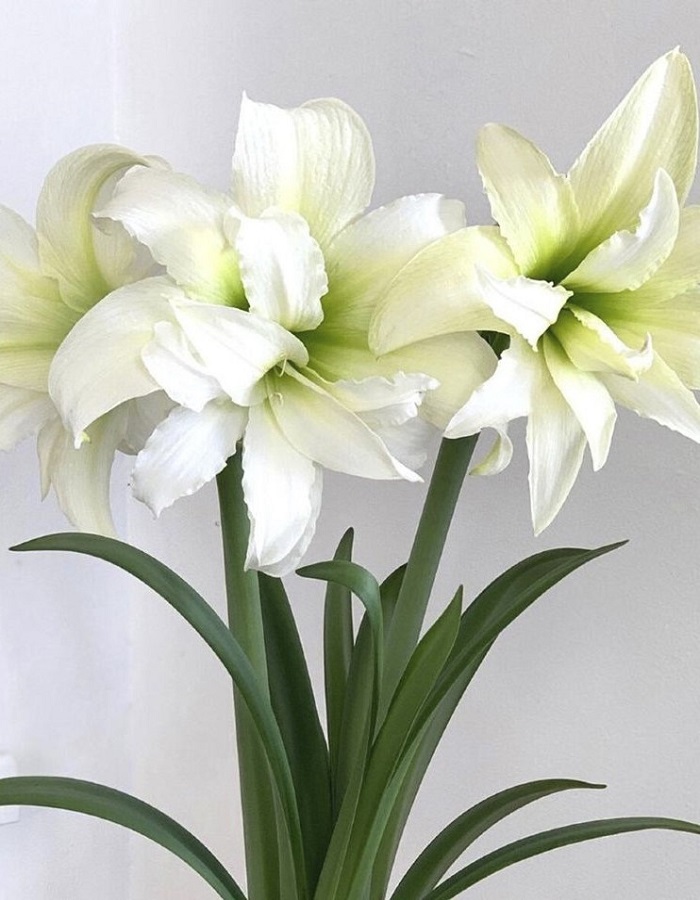 

Амариллис Айс Квин